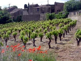 Les Vignes du Domaine de Babio