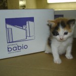 babio cartons