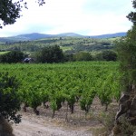 carignan-vignes_babio