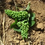 vendanges-en-vert_babio